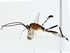  ( - BIOUG77739-G03)  @13 [ ] CreativeCommons - Attribution (2022) CBG Photography Group Centre for Biodiversity Genomics