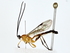  ( - BIOUG77739-G04)  @11 [ ] CreativeCommons - Attribution (2022) CBG Photography Group Centre for Biodiversity Genomics