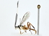  (cryptJanzen01 malaise0616 - BIOUG77739-G05)  @11 [ ] CreativeCommons - Attribution (2022) CBG Photography Group Centre for Biodiversity Genomics