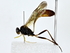  ( - BIOUG77739-G12)  @11 [ ] CreativeCommons - Attribution (2022) CBG Photography Group Centre for Biodiversity Genomics