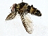  ( - BIOUG77740-A04)  @11 [ ] CreativeCommons - Attribution (2022) CBG Photography Group Centre for Biodiversity Genomics