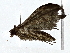  ( - BIOUG77740-D09)  @11 [ ] CreativeCommons - Attribution (2022) CBG Photography Group Centre for Biodiversity Genomics