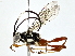  (ichneuMalaise01 Malaise2664 - BIOUG77741-A01)  @11 [ ] CreativeCommons - Attribution (2022) CBG Photography Group Centre for Biodiversity Genomics