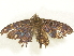  ( - BIOUG77757-B05)  @11 [ ] CreativeCommons - Attribution (2022) CBG Photography Group Centre for Biodiversity Genomics
