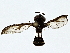  ( - BIOUG77757-D12)  @11 [ ] CreativeCommons - Attribution (2022) CBG Photography Group Centre for Biodiversity Genomics