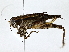  ( - BIOUG77757-G06)  @11 [ ] CreativeCommons - Attribution (2022) CBG Photography Group Centre for Biodiversity Genomics