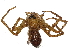  ( - BIOUG77757-H02)  @11 [ ] CreativeCommons - Attribution (2022) CBG Photography Group Centre for Biodiversity Genomics