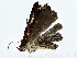  ( - BIOUG77758-A08)  @11 [ ] CreativeCommons - Attribution (2022) CBG Photography Group Centre for Biodiversity Genomics