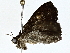  ( - BIOUG77758-G04)  @11 [ ] CreativeCommons - Attribution (2022) CBG Photography Group Centre for Biodiversity Genomics