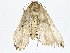  ( - BIOUG77759-D04)  @11 [ ] CreativeCommons - Attribution (2022) CBG Photography Group Centre for Biodiversity Genomics