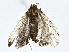  ( - BIOUG77759-D09)  @11 [ ] CreativeCommons - Attribution (2022) CBG Photography Group Centre for Biodiversity Genomics