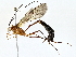  (Enicospilus Malaise8159 - BIOUG77759-E04)  @11 [ ] CreativeCommons - Attribution (2022) CBG Photography Group Centre for Biodiversity Genomics