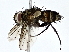  (Lixophaga Malaise3007 - BIOUG77760-D09)  @11 [ ] CreativeCommons - Attribution (2022) CBG Photography Group Centre for Biodiversity Genomics