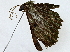  ( - BIOUG77723-A12)  @11 [ ] CreativeCommons - Attribution (2022) CBG Photography Group Centre for Biodiversity Genomics