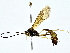  ( - BIOUG77723-C08)  @11 [ ] CreativeCommons - Attribution (2022) CBG Photography Group Centre for Biodiversity Genomics