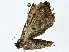  ( - BIOUG77723-E09)  @11 [ ] CreativeCommons - Attribution (2022) CBG Photography Group Centre for Biodiversity Genomics