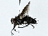  ( - BIOUG77723-F11)  @11 [ ] CreativeCommons - Attribution (2022) CBG Photography Group Centre for Biodiversity Genomics