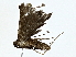  ( - BIOUG77724-B03)  @11 [ ] CreativeCommons - Attribution (2022) CBG Photography Group Centre for Biodiversity Genomics