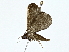  ( - BIOUG77724-C06)  @11 [ ] CreativeCommons - Attribution (2022) CBG Photography Group Centre for Biodiversity Genomics
