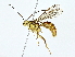  ( - BIOUG77724-D09)  @11 [ ] CreativeCommons - Attribution (2022) CBG Photography Group Centre for Biodiversity Genomics