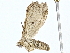  ( - BIOUG77741-E10)  @11 [ ] CreativeCommons - Attribution (2022) CBG Photography Group Centre for Biodiversity Genomics