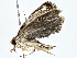  ( - BIOUG77742-A05)  @11 [ ] CreativeCommons - Attribution (2022) CBG Photography Group Centre for Biodiversity Genomics
