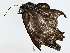  ( - BIOUG77742-G04)  @11 [ ] CreativeCommons - Attribution (2022) CBG Photography Group Centre for Biodiversity Genomics