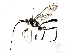  ( - BIOUG77743-A04)  @11 [ ] CreativeCommons - Attribution (2022) CBG Photography Group Centre for Biodiversity Genomics