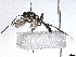  ( - BIOUG77743-A07)  @11 [ ] CreativeCommons - Attribution (2022) CBG Photography Group Centre for Biodiversity Genomics