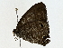  ( - BIOUG77743-F02)  @11 [ ] CreativeCommons - Attribution (2022) CBG Photography Group Centre for Biodiversity Genomics