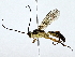  (ichneuMalaise01 Malaise6926 - BIOUG77743-G12)  @11 [ ] CreativeCommons - Attribution (2022) CBG Photography Group Centre for Biodiversity Genomics