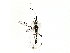  (crypMalaise01 Malaise0157 - BIOUG77743-H03)  @11 [ ] CreativeCommons - Attribution (2022) CBG Photography Group Centre for Biodiversity Genomics