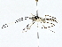  ( - BIOUG77760-G03)  @11 [ ] CreativeCommons - Attribution (2022) CBG Photography Group Centre for Biodiversity Genomics