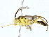  ( - BIOUG77761-E11)  @11 [ ] CreativeCommons - Attribution (2022) CBG Photography Group Centre for Biodiversity Genomics