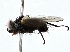  (Neomintho Janzen9202 - BIOUG77762-B01)  @11 [ ] CreativeCommons - Attribution (2022) CBG Photography Group Centre for Biodiversity Genomics