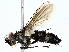  ( - BIOUG77762-E05)  @11 [ ] CreativeCommons - Attribution (2022) CBG Photography Group Centre for Biodiversity Genomics