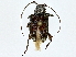  ( - BIOUG77762-G01)  @11 [ ] CreativeCommons - Attribution (2022) CBG Photography Group Centre for Biodiversity Genomics