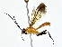  ( - BIOUG77763-C03)  @11 [ ] CreativeCommons - Attribution (2022) CBG Photography Group Centre for Biodiversity Genomics