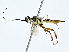  (ichJanzen01 Janzen8221 - BIOUG77763-C12)  @11 [ ] CreativeCommons - Attribution (2022) CBG Photography Group Centre for Biodiversity Genomics