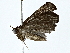  ( - BIOUG77763-D11)  @11 [ ] CreativeCommons - Attribution (2022) CBG Photography Group Centre for Biodiversity Genomics