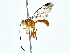  ( - BIOUG80101-A06)  @11 [ ] CreativeCommons - Attribution (2022) CBG Photography Group Centre for Biodiversity Genomics