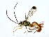  (atroMalaise01 Malaise1022 - BIOUG80101-A08)  @11 [ ] CreativeCommons - Attribution (2022) CBG Photography Group Centre for Biodiversity Genomics