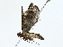  ( - BIOUG80102-C04)  @11 [ ] CreativeCommons - Attribution (2022) CBG Photography Group Centre for Biodiversity Genomics