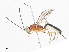 ( - CBG-A07058-F08)  @11 [ ] CreativeCommons - Attribution Share - Alike (2023) CBG Photography Group Centre for Biodiversity Genomics