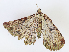 ( - CBG-A07059-F08)  @11 [ ] CreativeCommons - Attribution Share - Alike (2023) CBG Photography Group Centre for Biodiversity Genomics