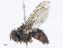  (Anisia Malaise5497 - CBG-A07060-E05)  @11 [ ] CreativeCommons - Attribution Share - Alike (2023) CBG Photography Group Centre for Biodiversity Genomics