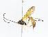  ( - CBG-A07076-A03)  @11 [ ] CreativeCommons - Attribution Share - Alike (2023) CBG Photography Group Centre for Biodiversity Genomics