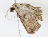  (Pyrinia Malaise8422 - CBG-A07081-D08)  @11 [ ] CreativeCommons - Attribution Share - Alike (2023) CBG Photography Group Centre for Biodiversity Genomics