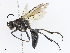  ( - CBG-A08743-A01)  @11 [ ] CreativeCommons - Attribution Share - Alike (2023) CBG Photography Group Centre for Biodiversity Genomics