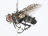  (Neomintho Janzen7213 - CBG-A08743-C07)  @11 [ ] CreativeCommons - Attribution Share - Alike (2023) CBG Photography Group Centre for Biodiversity Genomics